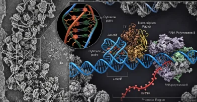 DNA secondary structures